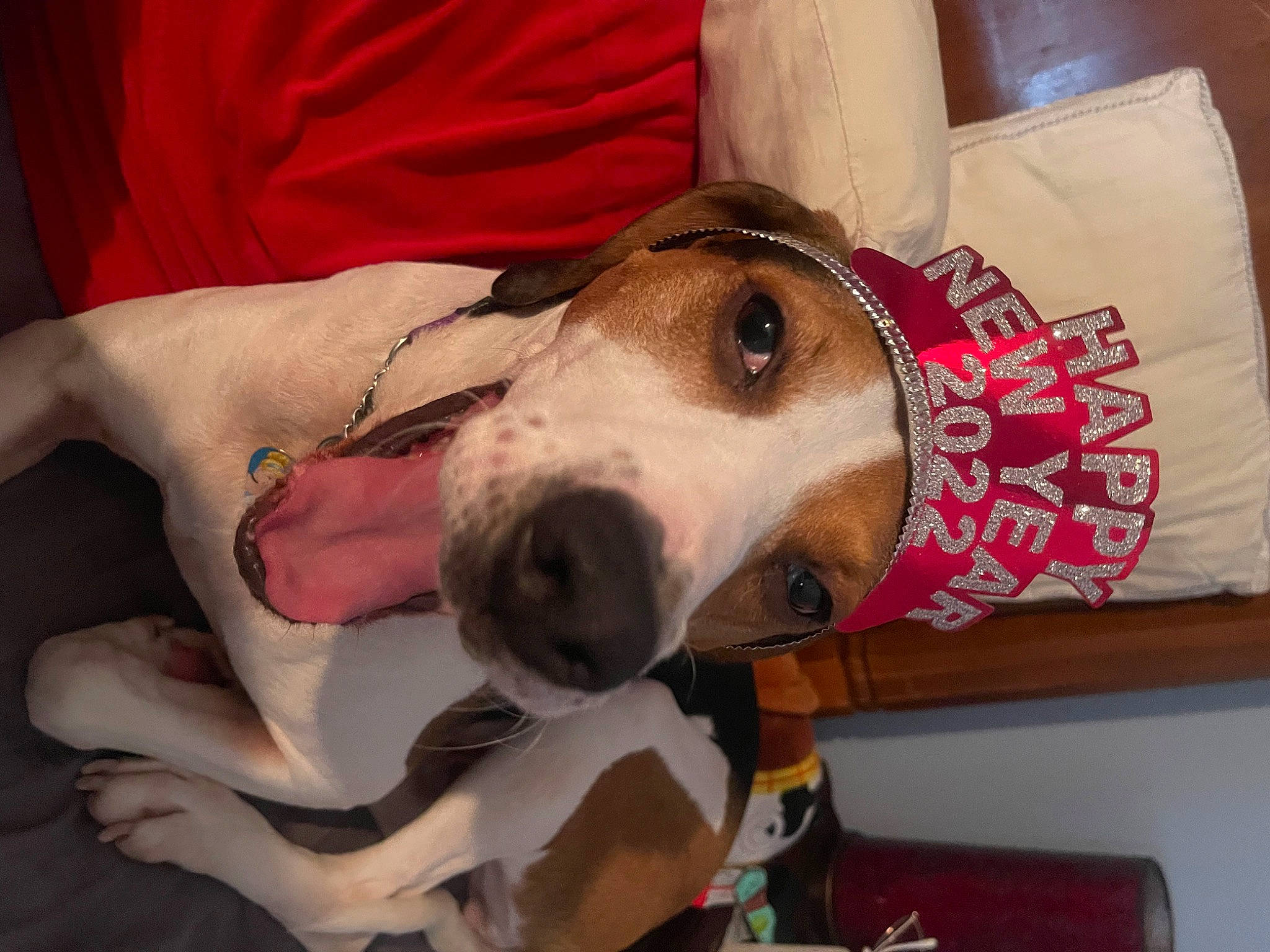 Daisy is registered to the contest to win money with this photo: canidae, carnivore, collar, comfort, companion_dog, dog, dog_breed, dog_clothes, dog_supply, ear, fawn, fur, jaw, non_sporting_group, pet_supply, selfie, snout, sporting_group, working_animal