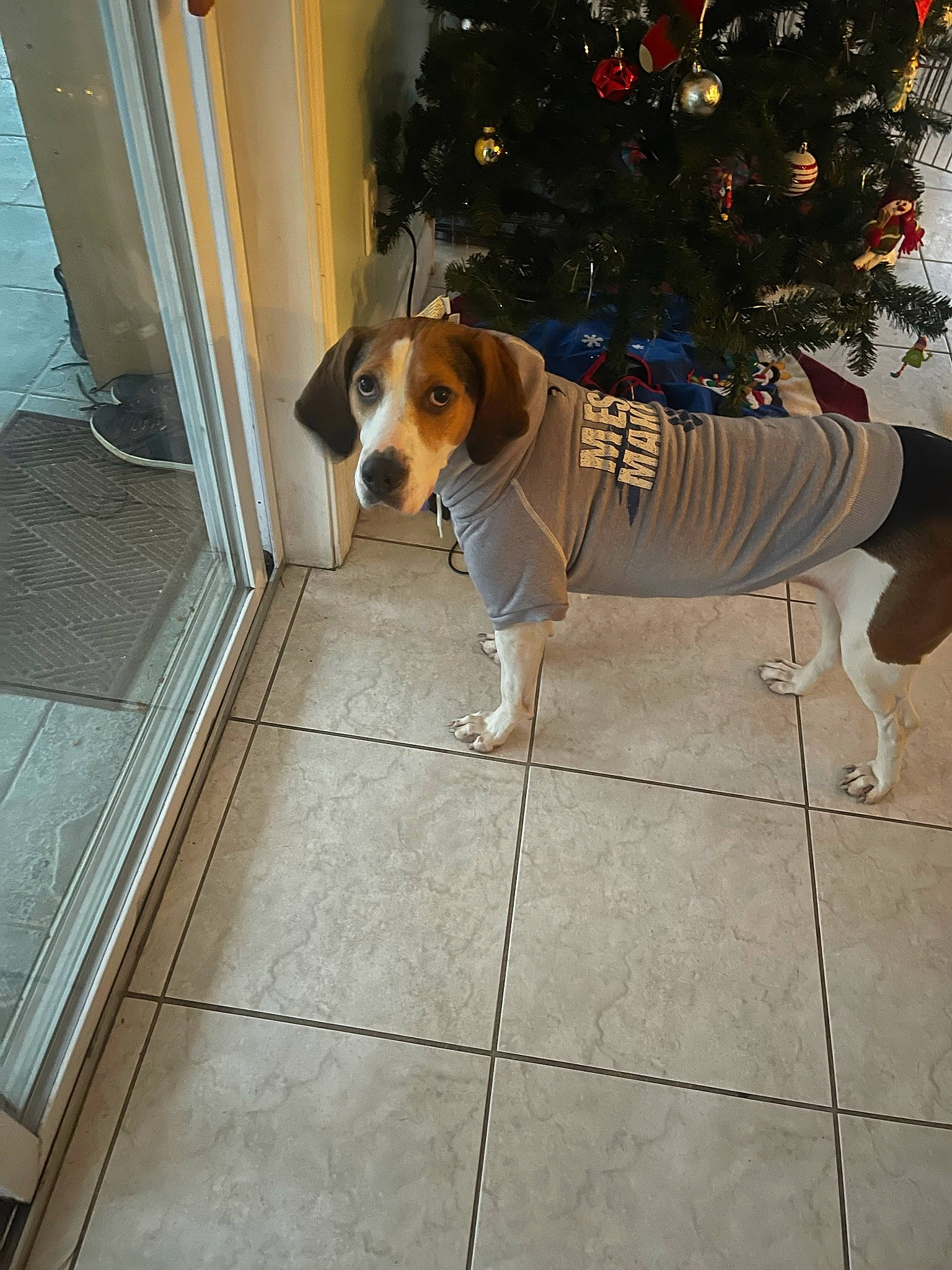 Daisy joined the competition — help win amazing prizes! carnivore, chair, christmas_ornament, christmas_tree, collar, companion_dog, dog, dog_breed, dog_collar, dog_supply, door, event, fawn, flooring, leash, pet_supply, sidewalk, snout, tail, tree