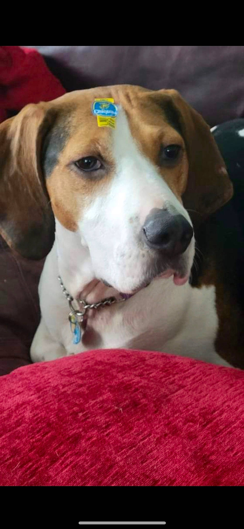 Daisy is registered to the contest to win money with this photo: beagle, beaglier, canidae, carnivore, collar, companion_dog, dog, dog_breed, dog_collar, dog_supply, hound, hunting_dog, leash, pet_supply, scent_hound, snout, sporting_group, whiskers, working_animal