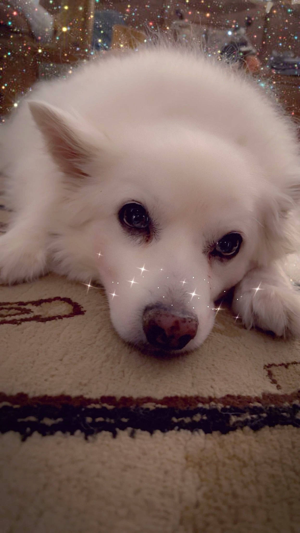 Frosty joined the competition — help win amazing prizes! canidae, carnivore, companion_dog, dog, dog_breed, ear, fawn, fur, german_spitz, indian_spitz, iris, japanese_spitz, samoyed, snout, spitz, sporting_group, toy_dog, volpino_italiano, whiskers, working_animal