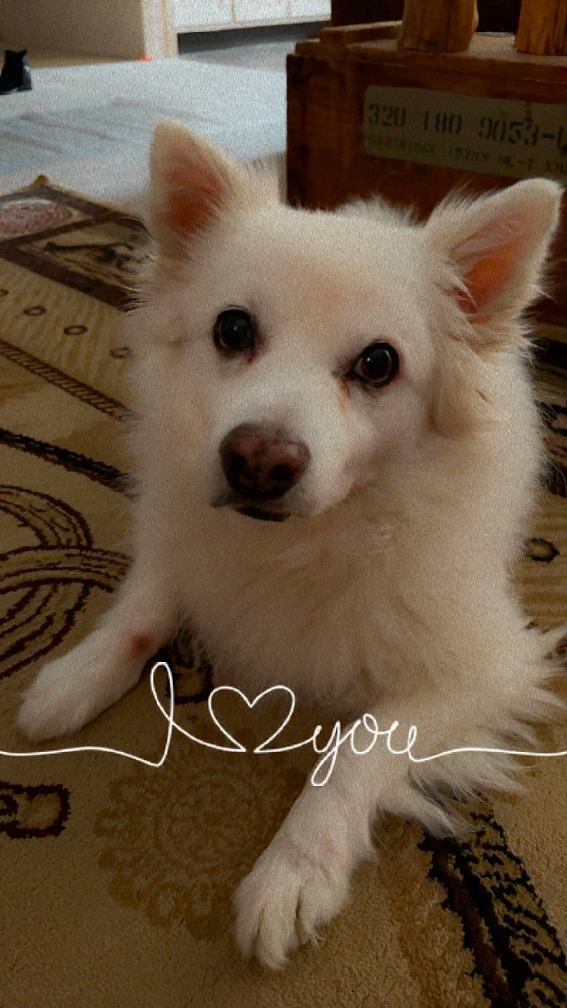 Frosty is registered to the contest to win money with this photo: ancient_dog_breeds, canidae, carnivore, companion_dog, dog, dog_breed, eyelash, fawn, flooring, fur, jaw, non_sporting_group, photo_caption, snout, sporting_group, terrestrial_animal, volpino_italiano, whiskers, working_animal, working_dog