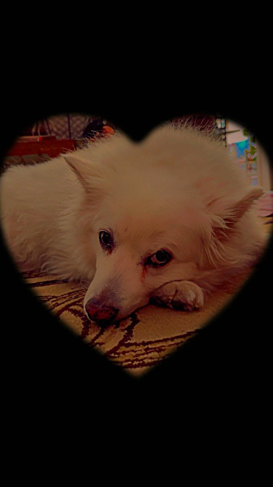 Frosty joined the competition — help win amazing prizes! american_eskimo_dog, canidae, carnivore, companion_dog, couch, darkness, dog, dog_breed, fawn, fur, german_spitz_mittel, non_sporting_group, samoyed, snout, spitz, sporting_group, toy_dog, volpino_italiano, whiskers, working_animal