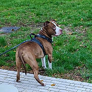Ransom a rejoint le concours — aidez-le/la à gagner de superbes lots ! alert, animal, brown_dog, canine, curious, daylight, dog, fall_leaves, grass, harness, leash, nature, outdoor, park, pavement, pet, side_view, walking, white_markings, young_dog