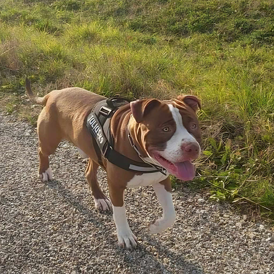 Ransom a rejoint le concours — aidez-le/la à gagner de superbes lots ! alert, animal, brown_and_white, canine, daylight, dog, ears, grass, gravel, happy, harness, k9, muzzle, nature, outdoor, pet, playful, side_view, tongue_out, walking