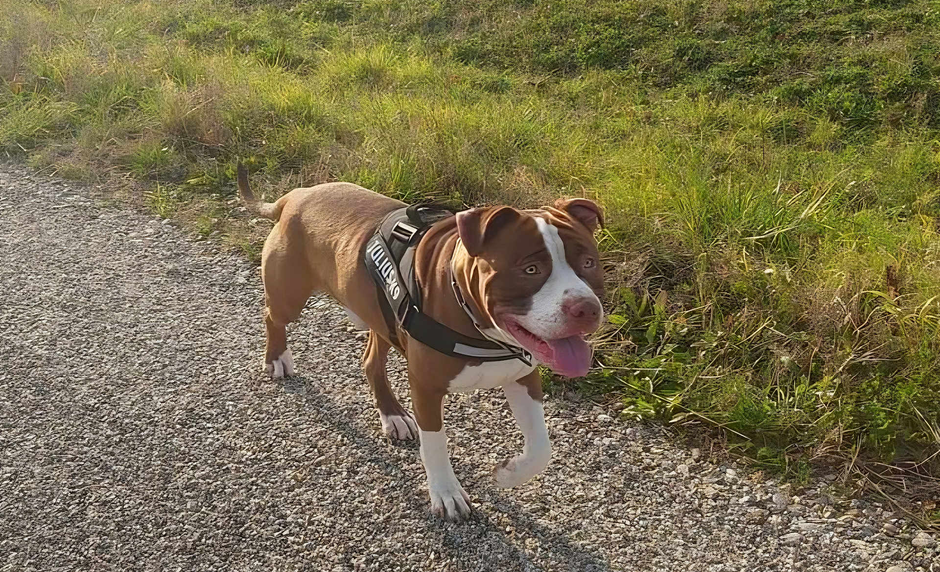 Ransom a rejoint le concours — aidez-le/la à gagner de superbes lots ! alert, animal, brown_and_white, canine, daylight, dog, ears, grass, gravel, happy, harness, k9, muzzle, nature, outdoor, pet, playful, side_view, tongue_out, walking