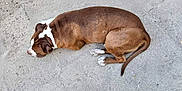 Ransom participe au concours pour gagner de l'argent avec cette photo : animal, brown, canine, concrete, daylight, dog, fur, laying_down, nature, outdoor, paw, pet, quiet, relaxed, resting, side_view, sleeping, tail, texture, white