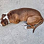 animal, brown, canine, concrete, daylight, dog, fur, laying_down, nature, outdoor, paw, pet, quiet, relaxed, resting, side_view, sleeping, tail, texture, white