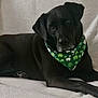 dog, black_dog, bandana, green_bandana, shamrocks, pet, portrait, indoor, couch, blanket, paw, fur, ear, eye, nose, resting, calm, looking_at_camera, close_up, senior_dog