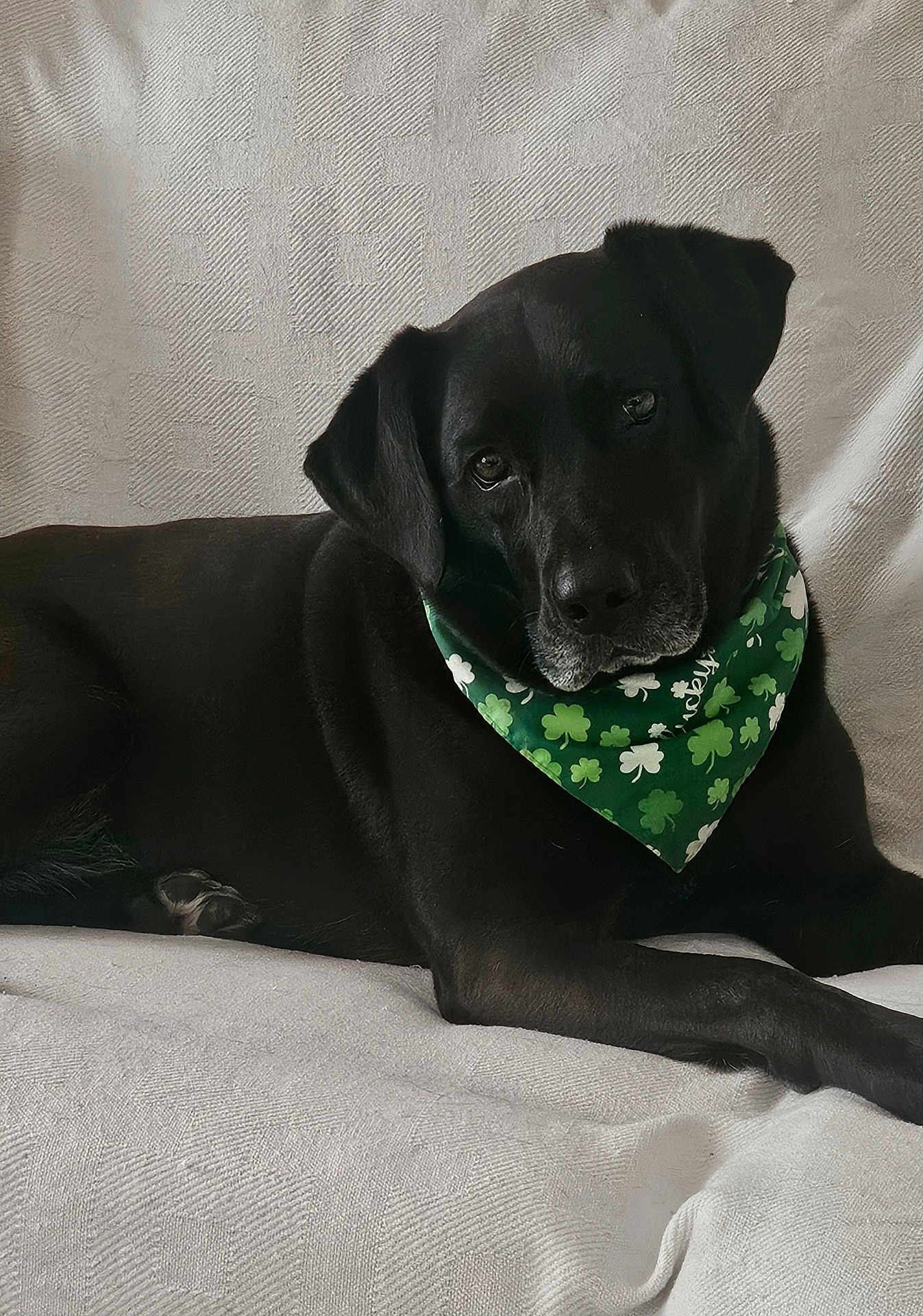 Coalee is registered to the contest to win money with this photo: dog, black_dog, bandana, green_bandana, shamrocks, pet, portrait, indoor, couch, blanket, paw, fur, ear, eye, nose, resting, calm, looking_at_camera, close_up, senior_dog