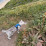 cat, harness, flower, sniffing, trail, cliffside, beach, ocean, grass, plants, succulents, greenery, outdoor, nature, walking, pet, animal, leash, curious, scenic