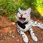 Atlas joined the competition — help win amazing prizes! animal, cat, closeup, collar, dirt, greenery, leash, nature, open_mouth, outdoor, pet, playful, resting, rocks, spotted_fur, sunlight, teeth, whiskers, wildlife, winking