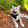 animal, cat, closeup, collar, dirt, greenery, leash, nature, open_mouth, outdoor, pet, playful, resting, rocks, spotted_fur, sunlight, teeth, whiskers, wildlife, winking