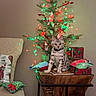 Atlas is registered to the contest to win money with this photo: cat, kitten, christmas_tree, holiday_lights, gifts, pillow, chair, table, indoor, decorations, festive, holiday, pets, animal, feline, spotted_cat, home_decor, celebration, colorful_lights, wooden_table