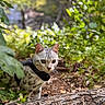Atlas is registered to the contest to win money with this photo: animal, cat, closeup, curious, daylight, forest, fur, greenery, ground, harness, leaves, mammal, nature, outdoor, pet, spotted_cat, tree_bark, walking, whiskers, wildlife