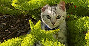 Atlas is registered to the contest to win money with this photo: kitten, cat, greenery, bush, outdoor, nature, sunlight, pets, curious, animal, young_cat, feline, leafy_plants, garden, small_animal, close_up, cute, flora, wildlife, collar