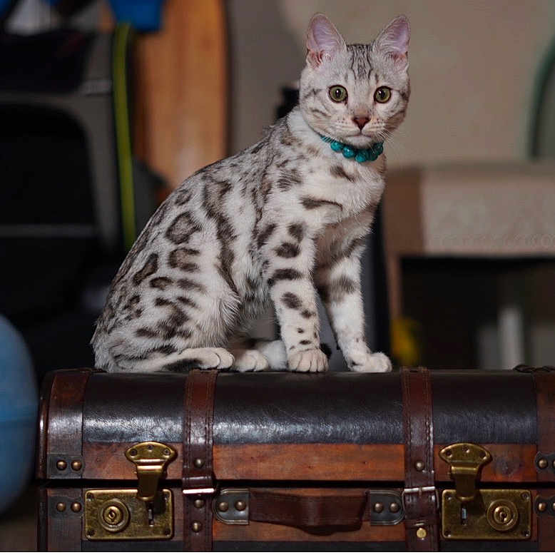 Atlas is registered to the contest to win money with this photo: cat, spotted_cat, pet, indoor, furniture, chest, leather, wood, collar, animal, domestic_cat, sitting, looking_at_camera, floor, home, decor, background_blur, cute, feline, mammal