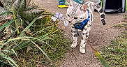 Atlas joined the competition — help win amazing prizes! cat, leash, flower, person, pants, shoes, grass, path, succulent, cliff, ocean, sky, clouds, pet_carrier, nature, outdoor, walking, curious, animal, scenic_view