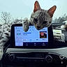 Atlas joined the competition — help win amazing prizes! animal, car, cat, control_knob, dashboard, display, feline, indoors, infotainment_screen, interior, music, paw, pet, relaxed, screen, seat, spotted, technology, tree, window