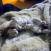 Atlas joined the competition — help win amazing prizes! cat, fluffy_blanket, indoor, relaxed, sleeping, pet, cozy, fur, bedroom, warm_light, comfort, animal, tabby_cat, soft_texture, resting, cute, domestic, feline, paws, laid_back