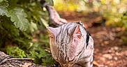 Atlas is registered to the contest to win money with this photo: animal, cat, closeup, curious, daylight, dry_leaves, exploring, forest, green_foliage, ground, mammal, nature, outdoor, shallow_depth_of_field, soft_focus, tabby_cat, tree_branch, twigs, wildlife, wood