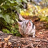 animal, cat, closeup, curious, daylight, dry_leaves, exploring, forest, green_foliage, ground, mammal, nature, outdoor, shallow_depth_of_field, soft_focus, tabby_cat, tree_branch, twigs, wildlife, wood