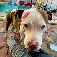 Karma is registered to the contest to win money with this photo: dog, animal, pet, outdoor, pool, paved_patio, brown_and_white, close_up, face_mark, lipstick_mark, curious_eyes, person_legs, affection, playful, sunlight, backyard, summer, canine, domestic_animal, friendly