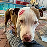 Karma is registered to the contest to win money with this photo: affection, animal, backyard, brown_and_white, canine, close_up, curious_eyes, dog, domestic_animal, face_mark, friendly, lipstick_mark, outdoor, paved_patio, person_legs, pet, playful, pool, summer, sunlight