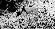 Lily is registered to the contest to win money with this photo: dog, spotted_dog, harness, snow, winter, outdoors, woodland, forest, running, walking, animal, pet, canine, black_and_white, high_contrast, nature, snowy_ground, evergreen_tree, bushes, adventure
