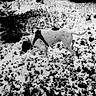 dog, spotted_dog, harness, snow, winter, outdoors, woodland, forest, running, walking, animal, pet, canine, black_and_white, high_contrast, nature, snowy_ground, evergreen_tree, bushes, adventure