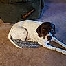 dog, pointer, spotted_dog, pet, animal, lying_down, pet_bed, carpet, indoors, living_room, cushion, chair, brown_and_white, black_head, long_legs, floppy_ears, looking_at_camera, relaxed, home, portrait
