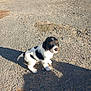 puppy, dog, black_and_white, outdoor, gravel, sunlight, shadow, small, young, pet, animal, cute, sitting, daytime, nature, fur, ears, nose, four_legs, adorable