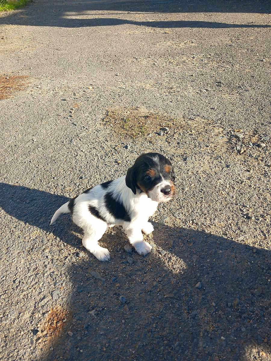 Abby a rejoint le concours — aidez-le/la à gagner de superbes lots ! puppy, dog, black_and_white, outdoor, gravel, sunlight, shadow, small, young, pet, animal, cute, sitting, daytime, nature, fur, ears, nose, four_legs, adorable