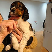 Abby a rejoint le concours — aidez-le/la à gagner de superbes lots ! appliance, background, calm, cozy, curious, cute, dog, floor, fur, hand, holding, indoor, kitchen, lighting, person, pet, puppy, small_dog, sweater, young_dog