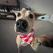 Bellie joined the competition — help win amazing prizes! dog, bandana, pet, indoor, carpet, living_room, furniture, shelf, plants, stuffed_animals, close_up, paw, curious, playful, canine, animal, home, mammal, nose, ears