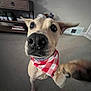 dog, bandana, pet, indoor, carpet, living_room, furniture, shelf, plants, stuffed_animals, close_up, paw, curious, playful, canine, animal, home, mammal, nose, ears