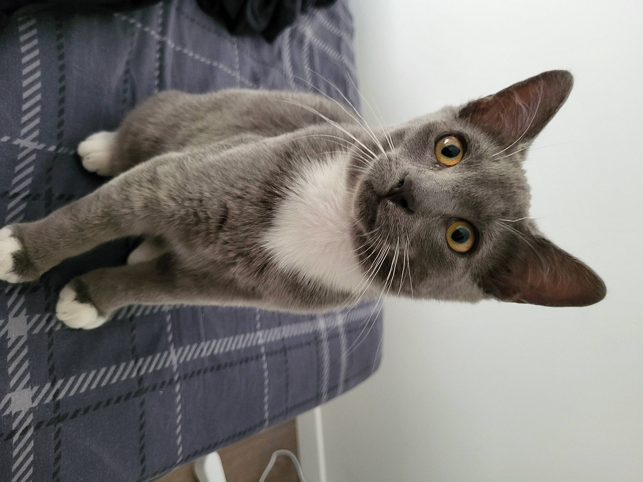 Mickey participe au concours pour gagner de l'argent avec cette photo : carnivore, cat, domestic_short_haired_cat, felidae, fur, grey, russian_blue, small_to_medium_sized_cats, snout, tail, terrestrial_animal, whiskers