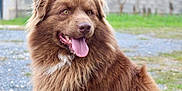 Marley participe au concours pour gagner de l'argent avec cette photo : animal, bodypart, canine, chow, collie, dog, eskimodog, goldenretriever, grass, husky, lawn, mouth, newfoundland, person, pet, plant, puppy, snout, teeth, tongue