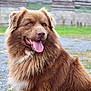 animal, bodypart, canine, chow, collie, dog, eskimodog, goldenretriever, grass, husky, lawn, mouth, newfoundland, person, pet, plant, puppy, snout, teeth, tongue