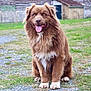 Marley participe au concours pour gagner de l'argent avec cette photo : animal, architecture, bodypart, building, canine, chow, dog, goldenretriever, grass, housing, lawn, mouth, nature, outdoors, person, pet, plant, puppy, shelter, yard