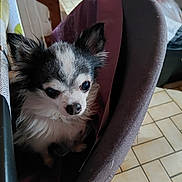 Billy a rejoint le concours — aidez-le/la à gagner de superbes lots ! dog, small_dog, black_and_white, fluffy, chair, fabric, indoor, tile_floor, pet, cute, animal, looking, ears, fur, nose, home, cozy, curious, domestic, companion