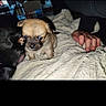 puppy, dog, small_dog, second_dog, pet, animal, blanket, bed, human_hand, indoor, portrait, close_up, scruffy_fur, brown_fur, black_fur, blue_eyes, cuddly, phone_screen, photo_gallery, sleeping_area