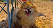 Cookie joined the competition — help win amazing prizes! dog, pomeranian, sand, outdoor, sunny, blue_sky, folding_chair, red_chair, happy, tongue_out, fluffy, pet, leash, shade, grass, building, summer, relaxing, canine, nature