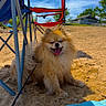 dog, pomeranian, sand, outdoor, sunny, blue_sky, folding_chair, red_chair, happy, tongue_out, fluffy, pet, leash, shade, grass, building, summer, relaxing, canine, nature