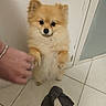 Cookie joined the competition — help win amazing prizes! dog, pomeranian, small_dog, fluffy, pet, indoor, tiled_floor, white_wall, door, hand, socks, curious, standing, cute, animal, companion, paw, furry, looking, alert