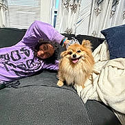 Cookie joined the competition — help win amazing prizes! person, dog, pomeranian, couch, blanket, pillow, indoor, curtains, window, smile, purple_sweatshirt, jeans, fluffy_dog, pet, happy, relaxing, home, cozy, leash, decor