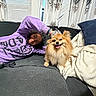 person, dog, pomeranian, couch, blanket, pillow, indoor, curtains, window, smile, purple_sweatshirt, jeans, fluffy_dog, pet, happy, relaxing, home, cozy, leash, decor