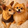 Cookie is registered to the contest to win money with this photo: dog, pomeranian, brown_sweater, fluffy_rug, cute, pet, animal, indoor, cozy, portrait, two_dogs, smiling, warm_lighting, fairy_lights, flowers, decor, fur, companions, cute_animals, resting