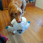 Denver joined the competition — help win amazing prizes! dog, toy, stuffed_animal, wooden_floor, indoor, furniture, christmas_tree, brown_dog, pet, canine, playful, house, living_room, holiday, decorations, cute, animal, domestic_animal, fur, mammal