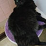 Rachel Bradford is registered to the contest to win money with this photo: animal, bathroom, black_cat, candid, cat, curious, domestic, floor, fluffy, foot, fur, green_eyes, household, indoor, pet, purple, relaxed, resting, tile_wall, toilet_seat