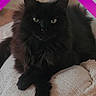 animal, black_cat, cat, closeup, comfort, cushion, cute, decor, fabric, feline, fluffy, home, indoor, looking_at_camera, pet, portrait, purple_text, relaxing, soft_texture, text_overlay